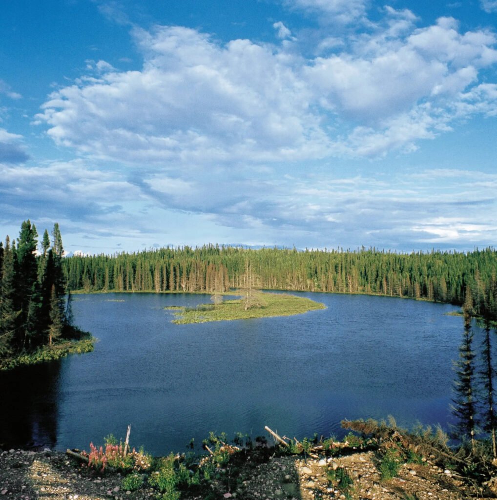 A boreal forest in Quebec. A new study suggests the world’s plants capture an extra 28 billion tons of carbon each year.Credit...De Agostini/Getty Images