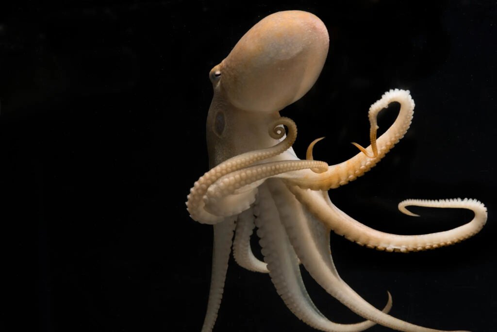 A California two-spot octopus. Scientists say coleoid cephalopods, a group encompassing octopuses, squid and cuttlefish, make much more extensive use of RNA editing than other marine and land animals.Credit...Tom Kleindinst/Marine Biological Laboratory