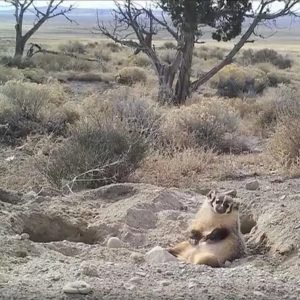 After Badger Buries Entire Cow Carcass, Scientists Go to the Tape