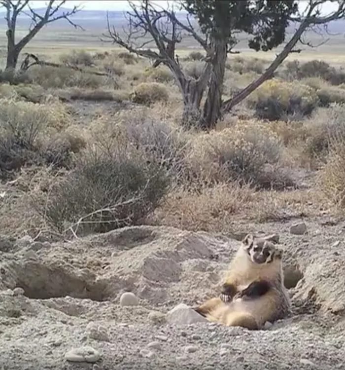 After Badger Buries Entire Cow Carcass, Scientists Go to the Tape