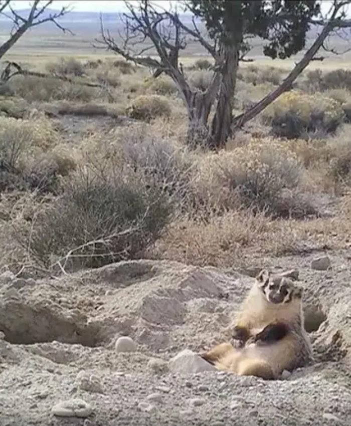 After Badger Buries Entire Cow Carcass, Scientists Go to the Tape