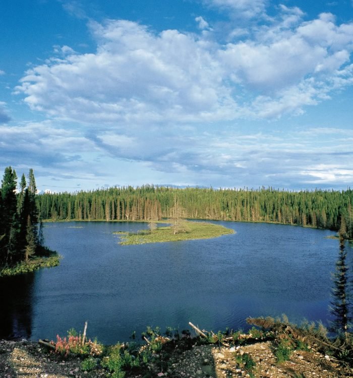 A boreal forest in Quebec. A new study suggests the world’s plants capture an extra 28 billion tons of carbon each year.Credit...De Agostini/Getty Images