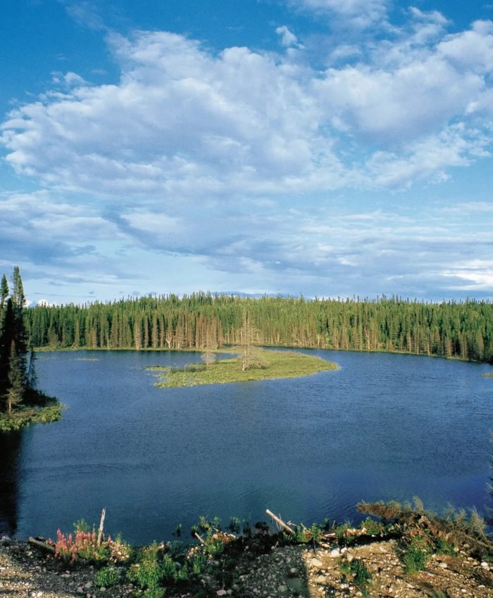 A boreal forest in Quebec. A new study suggests the world’s plants capture an extra 28 billion tons of carbon each year.Credit...De Agostini/Getty Images