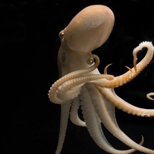 A California two-spot octopus. Scientists say coleoid cephalopods, a group encompassing octopuses, squid and cuttlefish, make much more extensive use of RNA editing than other marine and land animals.Credit...Tom Kleindinst/Marine Biological Laboratory