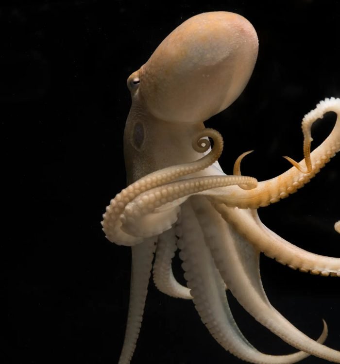A California two-spot octopus. Scientists say coleoid cephalopods, a group encompassing octopuses, squid and cuttlefish, make much more extensive use of RNA editing than other marine and land animals.Credit...Tom Kleindinst/Marine Biological Laboratory