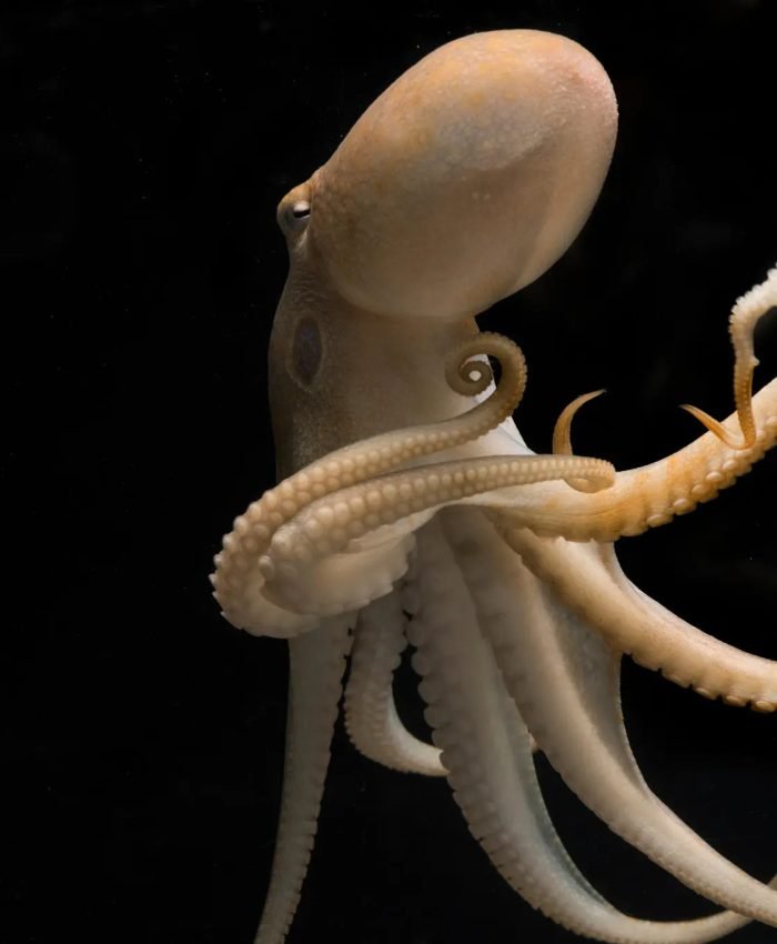 A California two-spot octopus. Scientists say coleoid cephalopods, a group encompassing octopuses, squid and cuttlefish, make much more extensive use of RNA editing than other marine and land animals.Credit...Tom Kleindinst/Marine Biological Laboratory