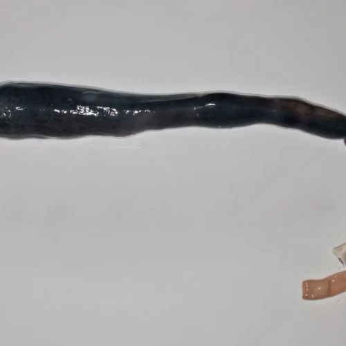 This Is a Giant Shipworm. You May Wish It Had Stayed In Its Tube.