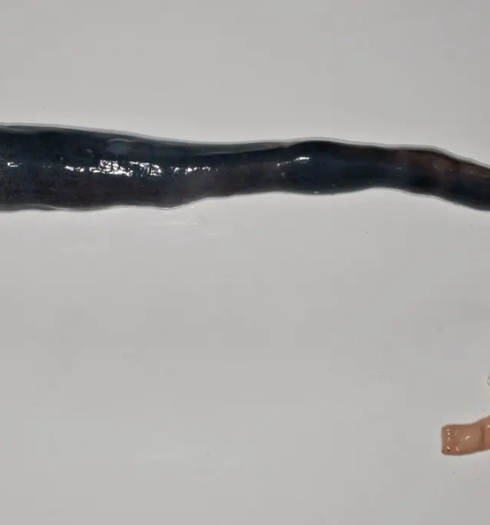 This Is a Giant Shipworm. You May Wish It Had Stayed In Its Tube.