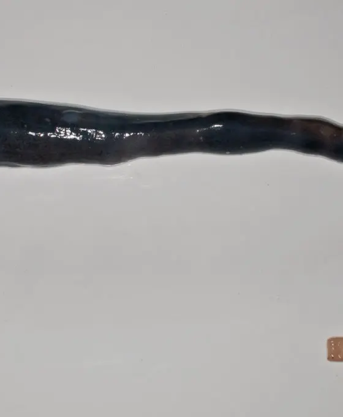 This Is a Giant Shipworm. You May Wish It Had Stayed In Its Tube.